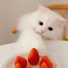 bdzdxiaoli233