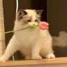 猪猪子
