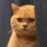 五音不全的沙雕橘猫