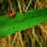 大树小草