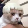 大橘为猪