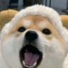 ljy1