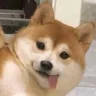 爱玩米环的江