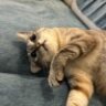 一只仙貝吖