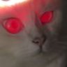 Jack的猫
