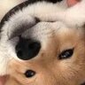 不是老杜