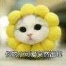 随影4068