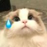 流汗猫猫