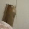 王韩鑫如
