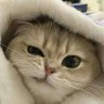 风情种