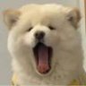 开封第一IKUN