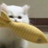 小猫不吃于