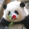 是提拉玉米苏啦