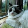 布偶猫19
