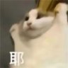 小鲨比