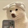懿gc