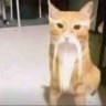 AAA煤炭批发王总