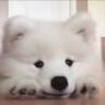 jimo
