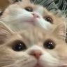 我是猪大壮