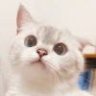 叽里呱啦876499