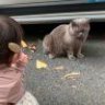 楠子喻