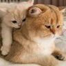 橘子猫头