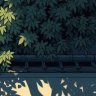 柳刃星痕