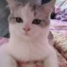 老奸巨猾黑胡椒看