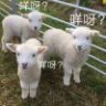 yy770973404