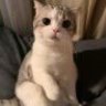 阿狸弟弟
