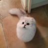 蒋小倩