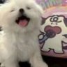 执事小兔