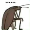lez8