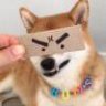 云中有鹤