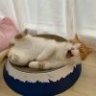 靡不有初1