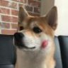 纵衡捭阖