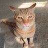 橘猫啊丶