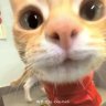 胡宇聪的坝