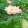 欢愉草履虫