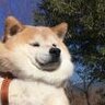 好久看看