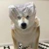张大炮丨