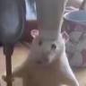 hppppp123