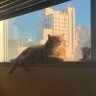不吃猫的鱼