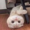 chjy