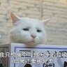 陈一a