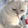 鸭嘴兽强森