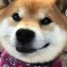 小猫考