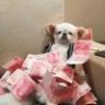 小紫派