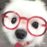 qqqY小狗乖乖