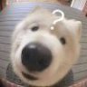 奥特曼大王ddnn